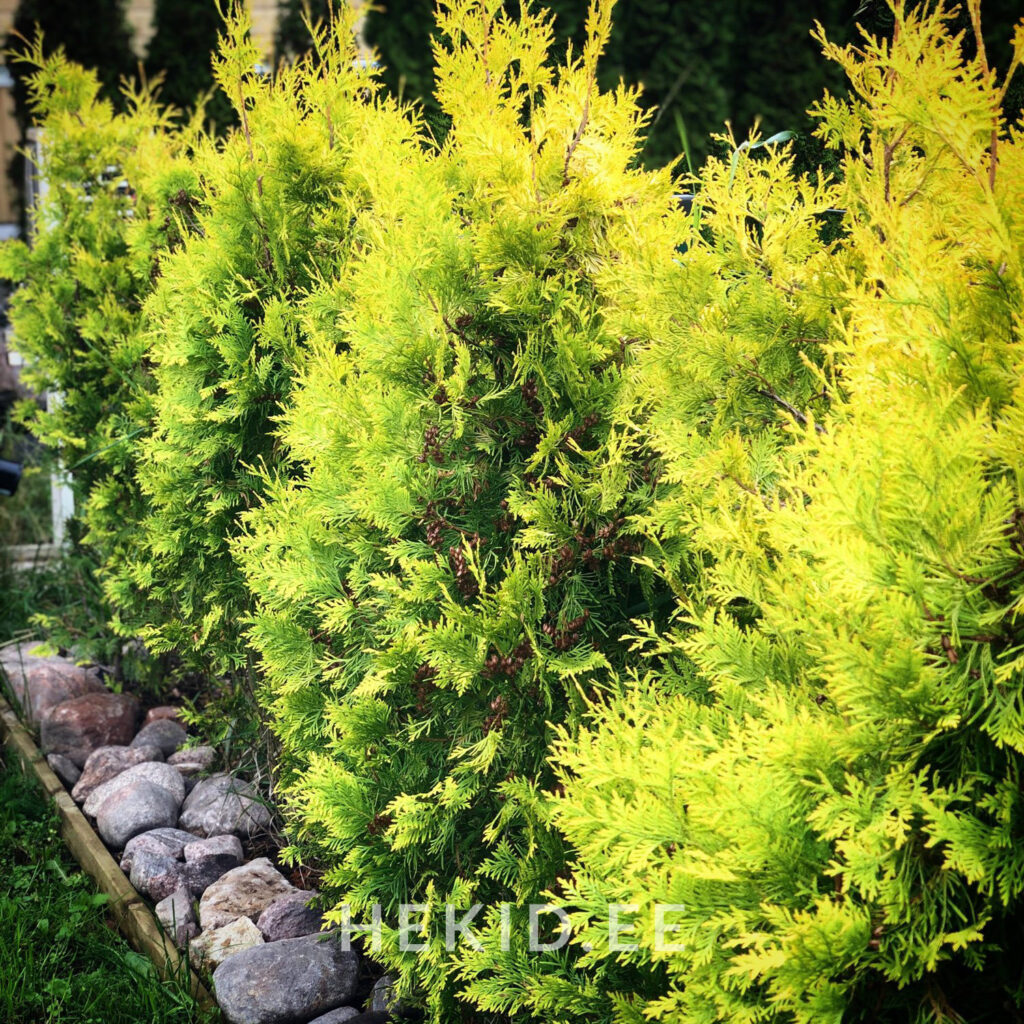 yellow ribbon