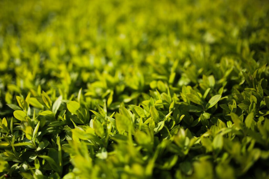A detailed macro shot of lush green hedge leaves, showcasing nature's vibrant elegance.