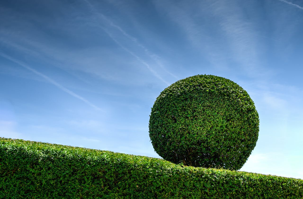 A well-maintained sphere-shaped hedge under a bright blue sky, showcasing garden artistry.