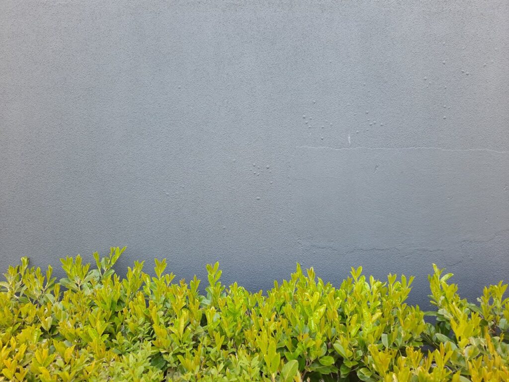 Gray wall with vibrant green hedges, perfect for copyspace or background use.