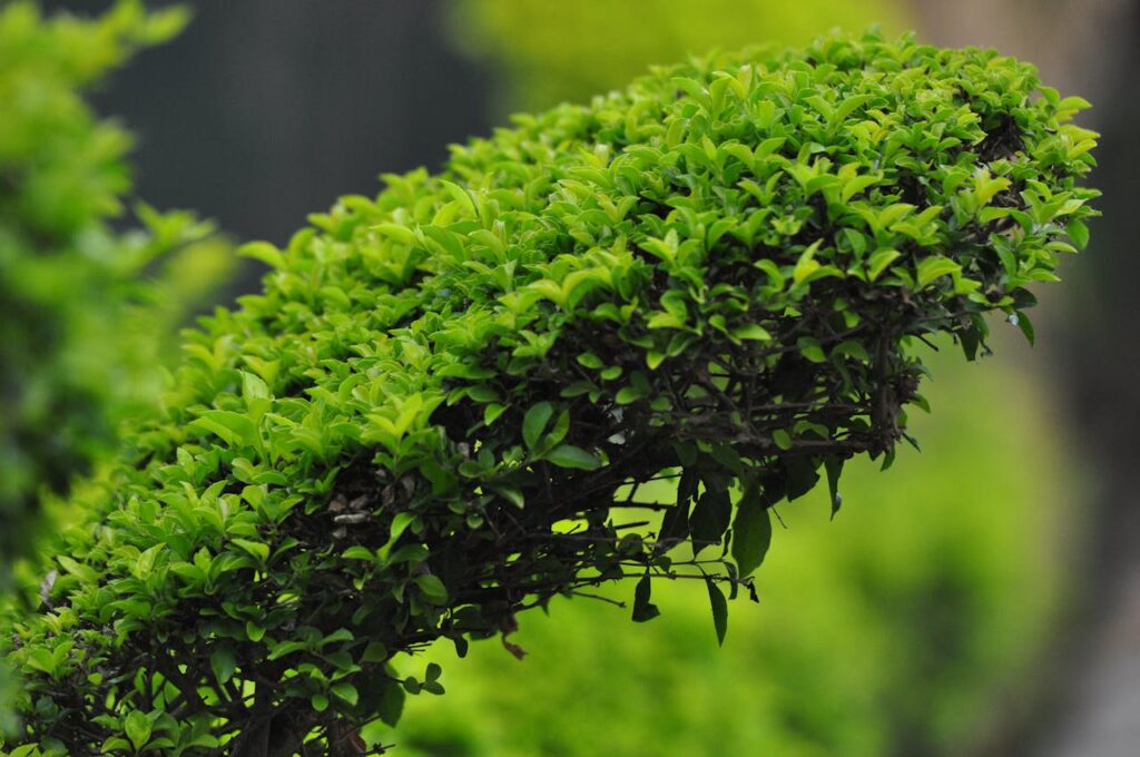 Close-up of a vibrant green hedge with dense foliage in an outdoor setting.