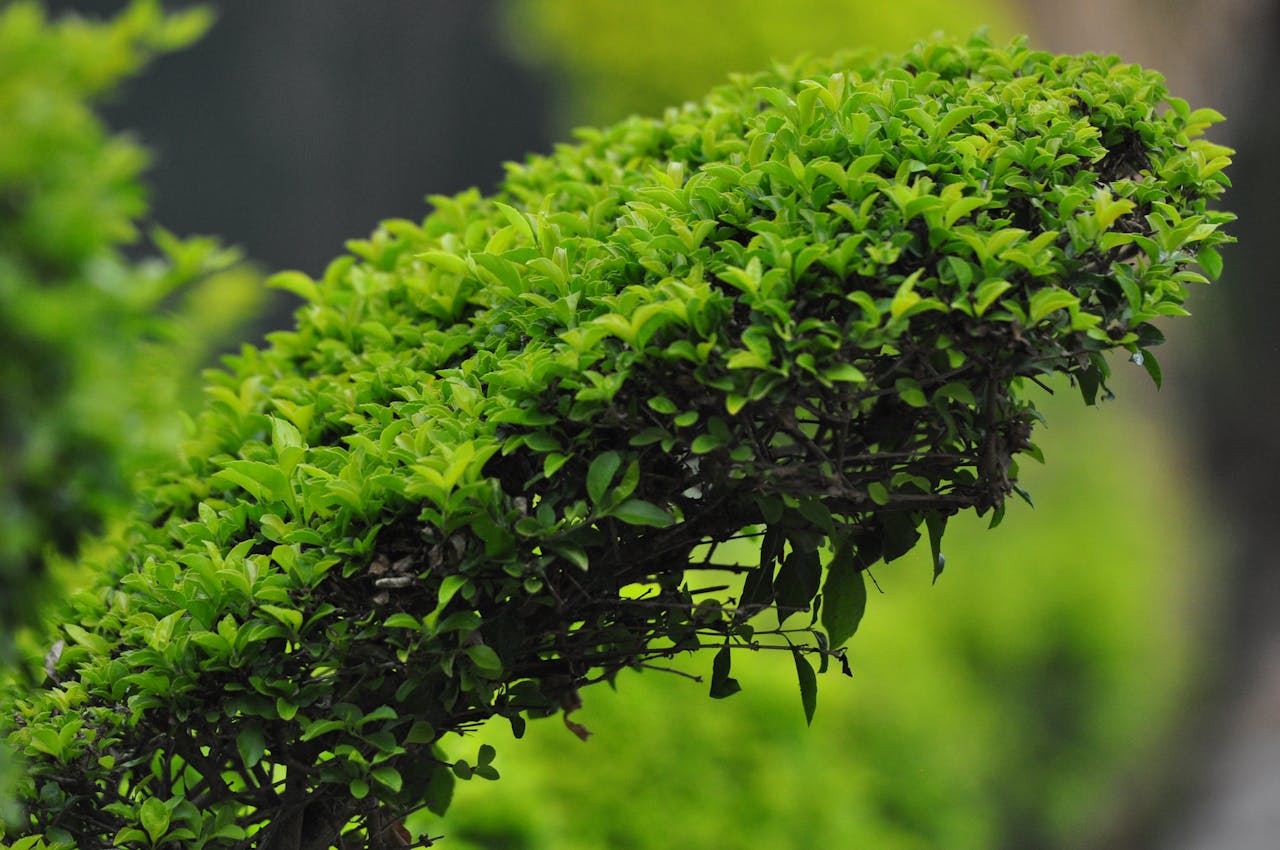 Close-up of a vibrant green hedge with dense foliage in an outdoor setting.