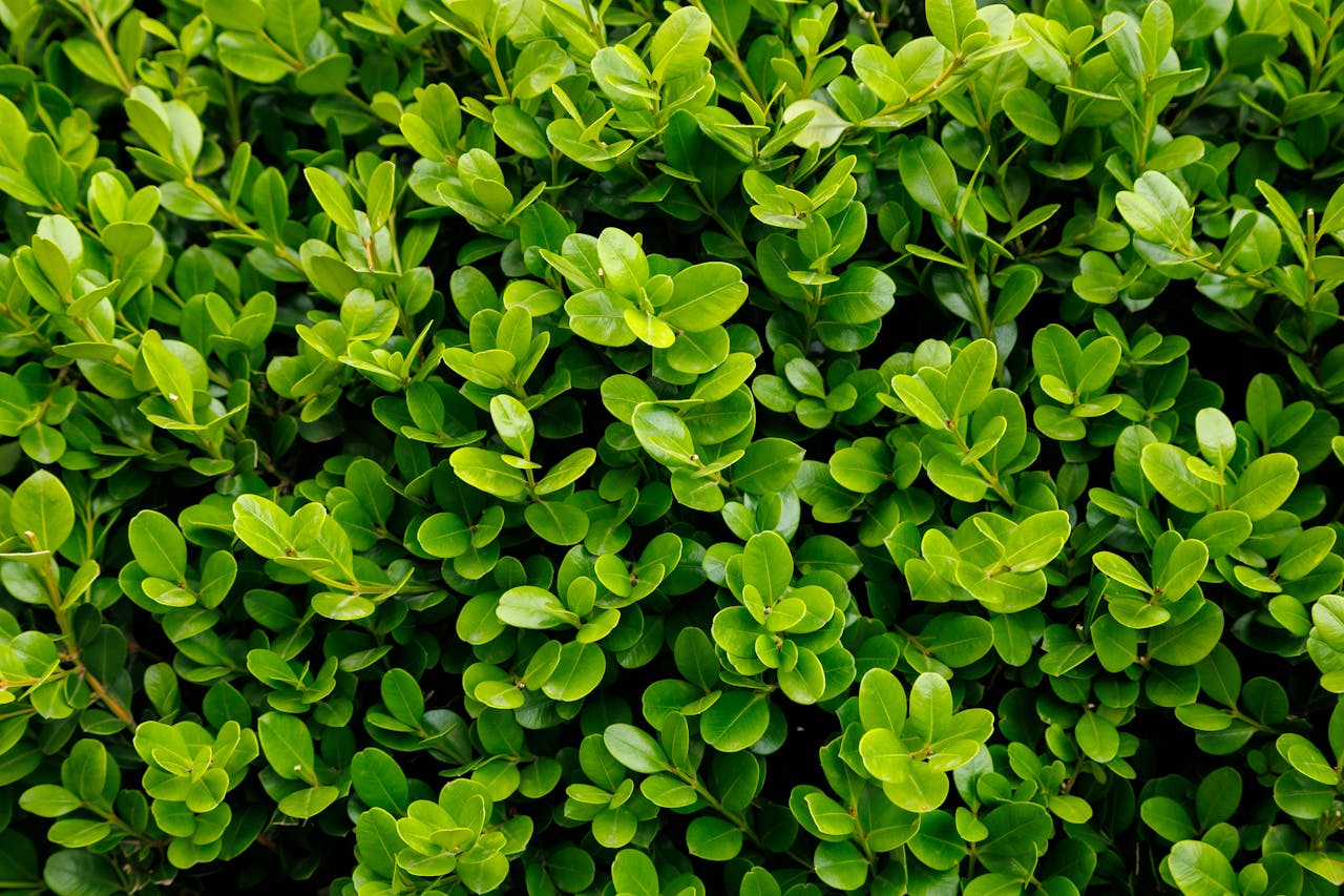Close-up view of vibrant green boxwood foliage, showcasing lush leaves and natural texture.